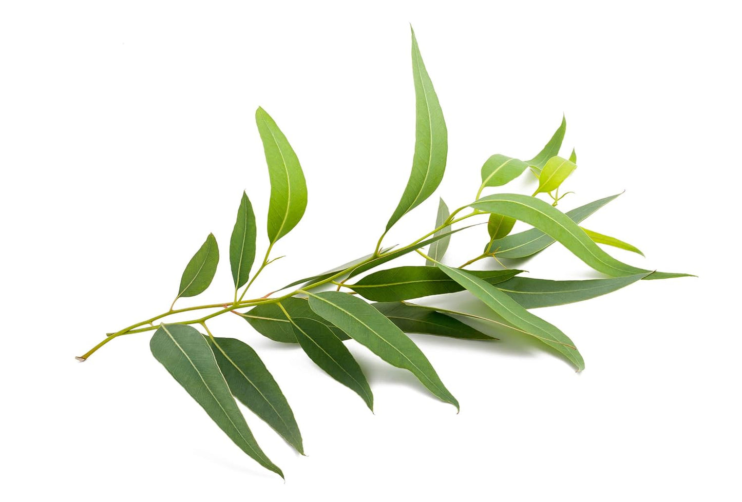 US Organic 100% Pure Eucalyptus Essential Oil (Globulus) - USDA Certified Organic, Steam Distilled - W/Euro droppers (More Size Variations Available) (30 ml / 1 fl oz)